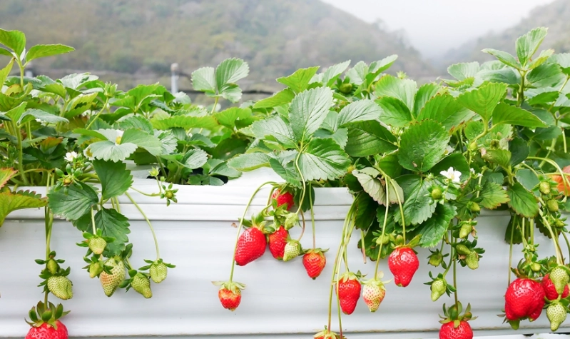 大湖採草莓 大湖採草莓