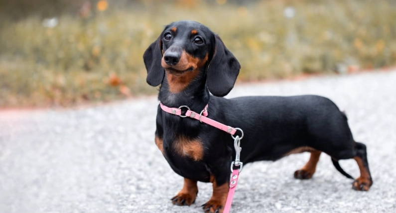 臘腸狗短毛品種