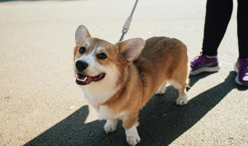 柯基 優缺點 柯基 優缺點