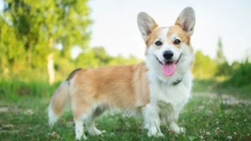 柯基犬 性格 柯基犬 性格