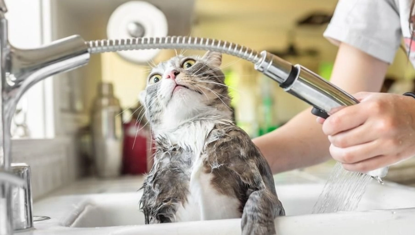 貓咪洗澡技巧 貓咪洗澡技巧