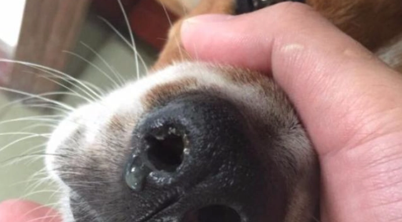 狗狗感冒症狀 狗狗感冒症狀