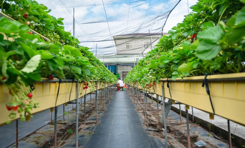草莓農場推薦 草莓農場推薦