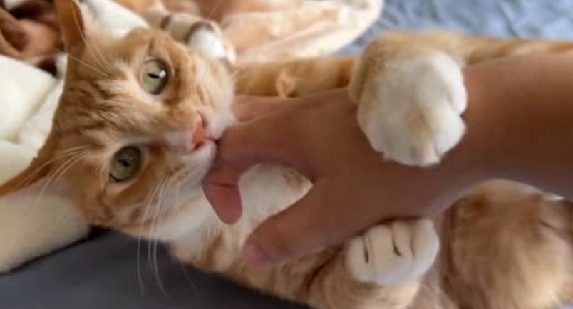 貓咪不喜歡你的跡象