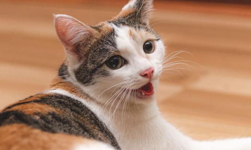 貓咪散熱 貓咪散熱