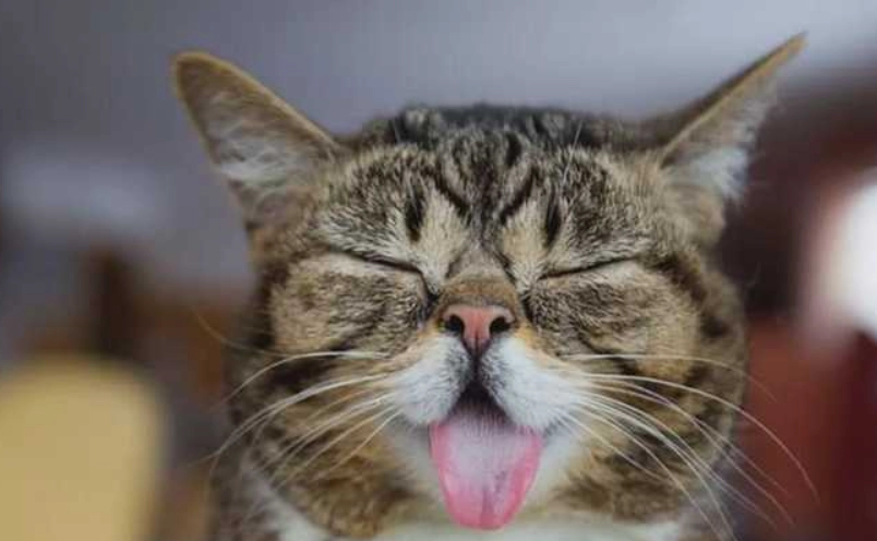 貓咪散熱 貓咪散熱