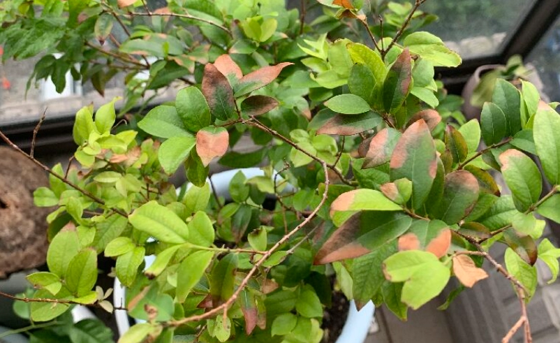 樹葡萄盆栽 樹葡萄盆栽