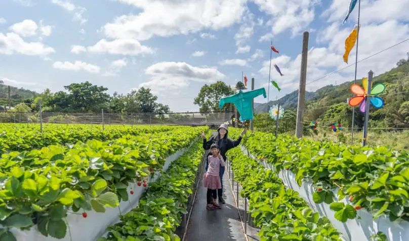 草莓農場推薦