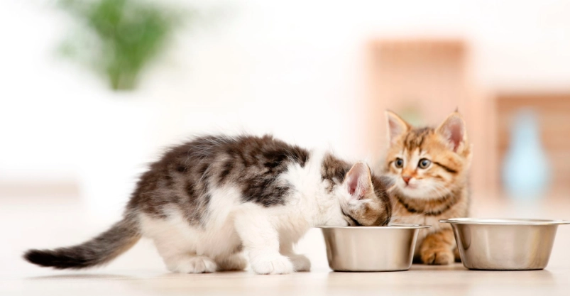 幼貓貓糧 幼貓貓糧