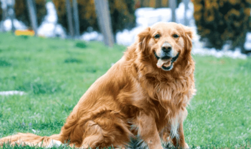 黃金獵犬花費 黃金獵犬花費