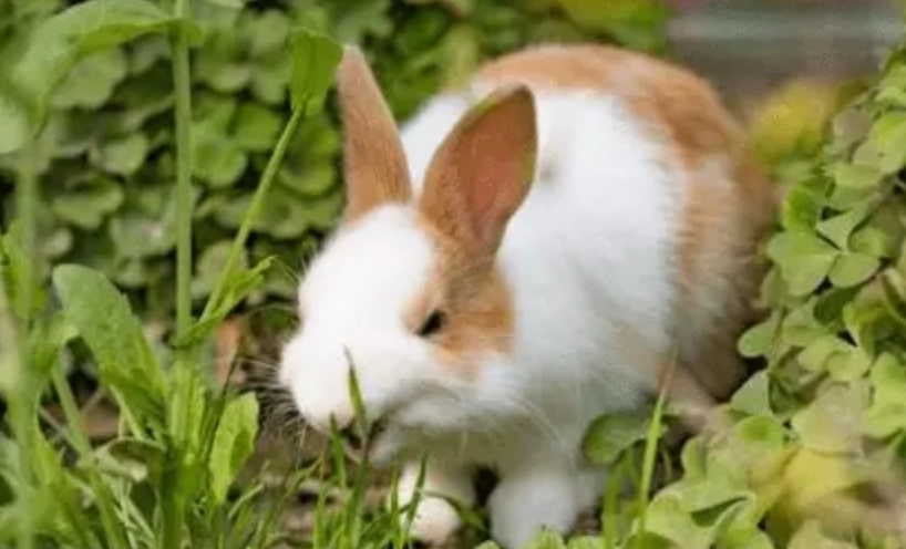 兔子健康照護 兔子健康照護