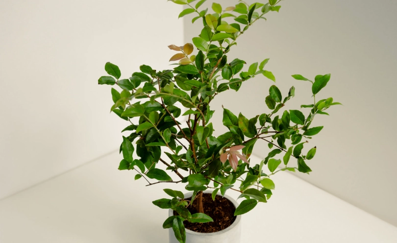 盆栽嘉寶果照顧 盆栽嘉寶果照顧