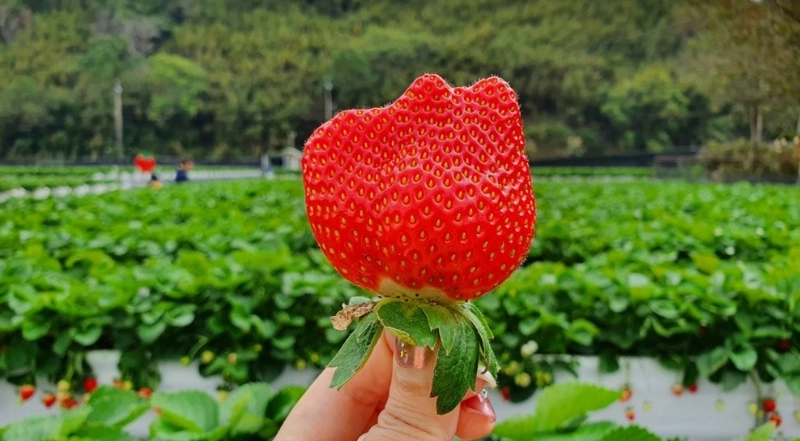大湖採草莓 大湖採草莓