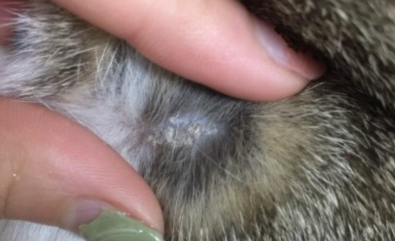 貓毛囊炎症狀 貓毛囊炎症狀