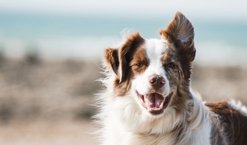 狗狗吐黃水原因 狗狗吐黃水原因