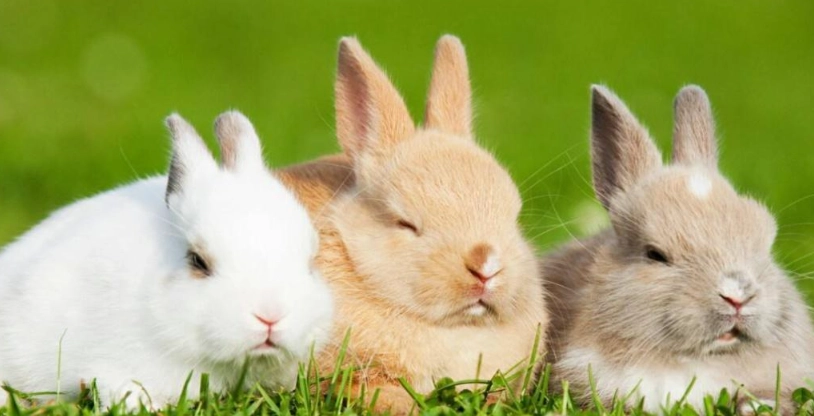兔子健康照護 兔子健康照護