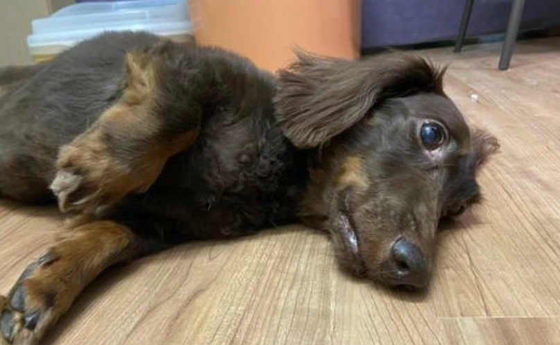 狗狗嘔吐黃水怎麼辦 狗狗嘔吐黃水怎麼辦