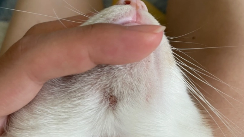 猫咪毛囊炎原因 猫咪毛囊炎原因