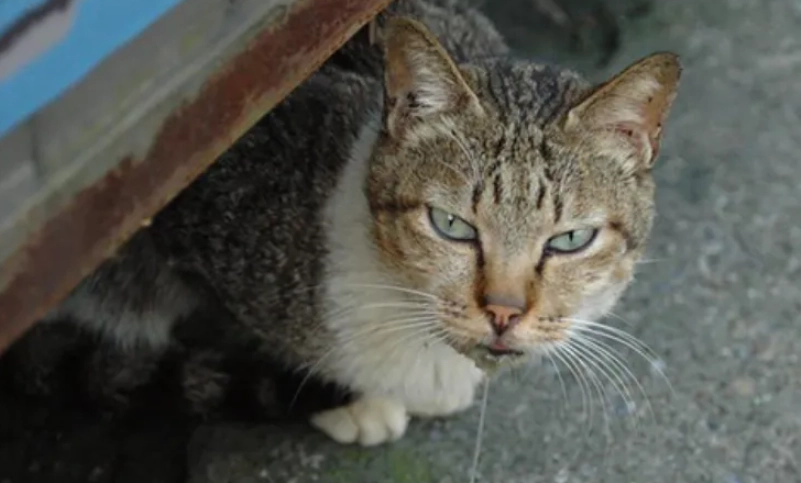 貓緊張症狀 貓緊張症狀