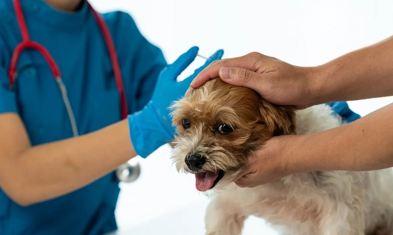 狗狗預防針 狗狗預防針