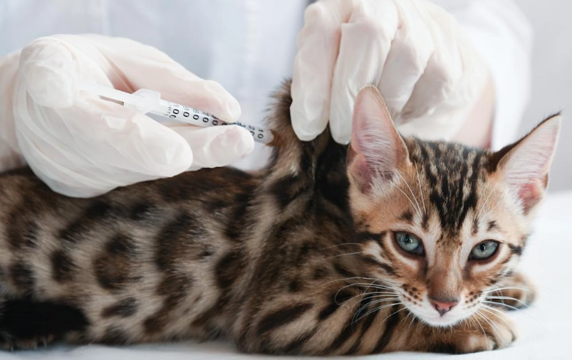 貓咪預防針後懶懶