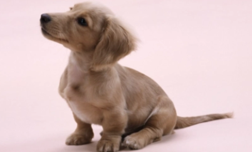 狗 感染 腸病毒 狗 感染 腸病毒