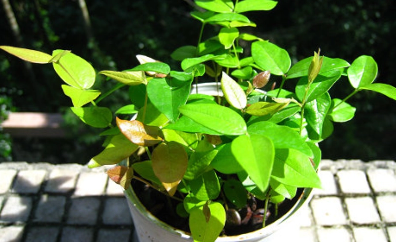 樹葡萄盆栽 樹葡萄盆栽