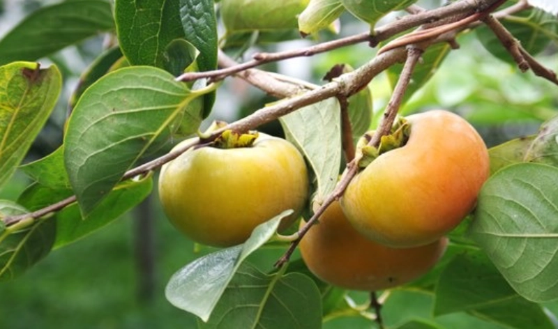 柿子禁忌 柿子禁忌