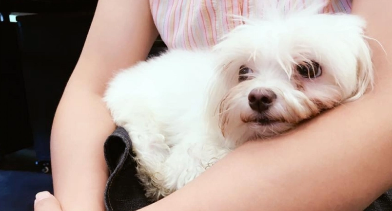 腸病毒 傳染 狗 腸病毒 傳染 狗