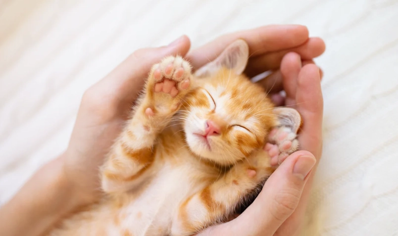 如何讓貓喜歡你