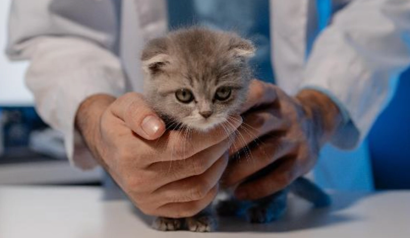 貓手術後照顧 貓手術後照顧