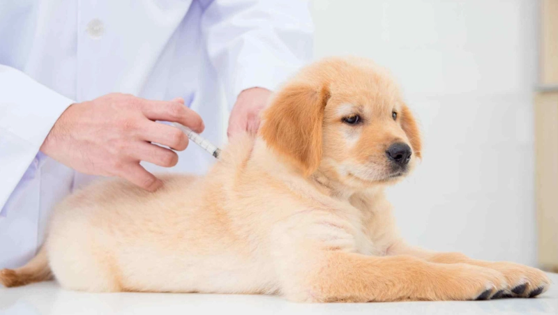 幼犬疫苗時間表 幼犬疫苗時間表