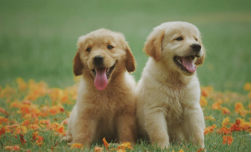 黃金獵犬飼養成本 黃金獵犬飼養成本