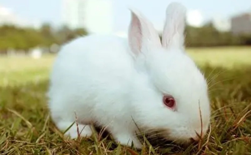 寵物兔疾病預防 寵物兔疾病預防