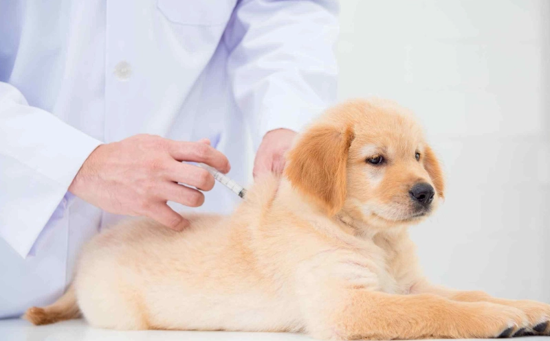 狗狗疫苗費用 狗狗疫苗費用