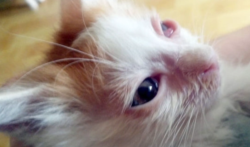 猫咪眼睛发炎 猫咪眼睛发炎