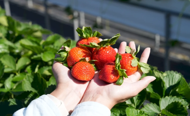 草莓農場推薦 草莓農場推薦