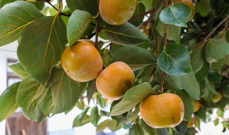 柿子催熟方法 柿子催熟方法