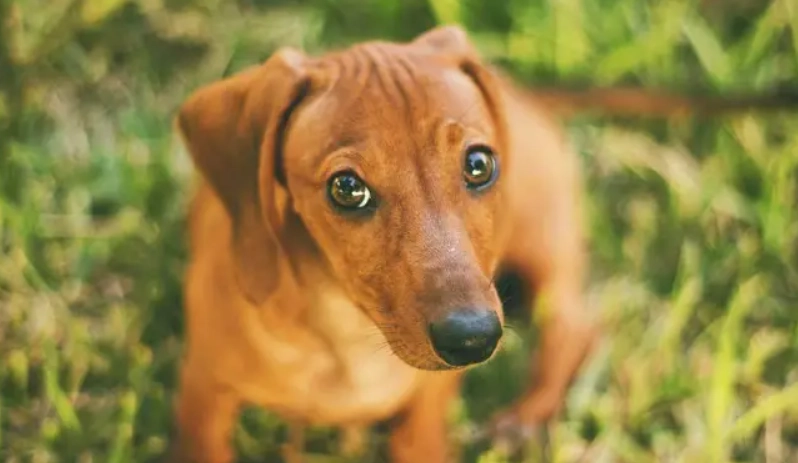 臘腸狗健康問題