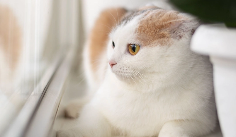 猫咪肾脏病初期症状有哪些？猫奴必知的十大警讯与应对策略