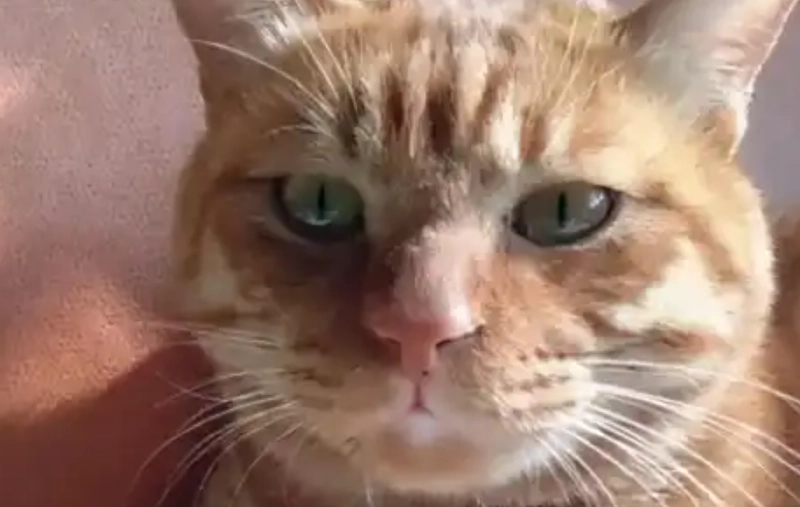 貓流口水處理 貓流口水處理