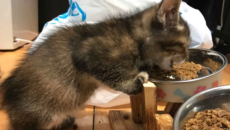 幼貓餵養技巧 幼貓餵養技巧