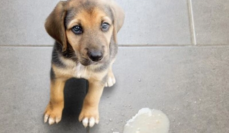 狗狗吐黃水原因 狗狗吐黃水原因