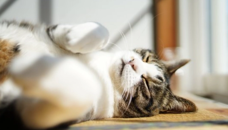 貓咪打疫苗沒精神