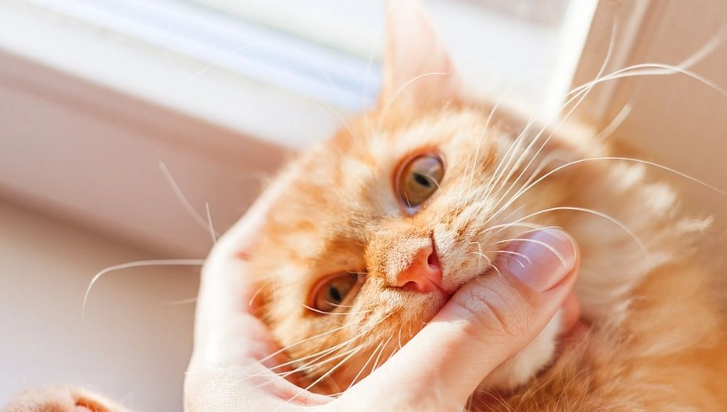 如何知道貓咪討厭你