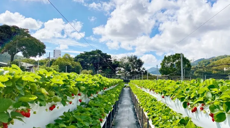 大湖採草莓 大湖採草莓