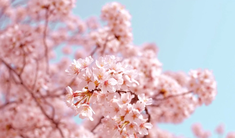 櫻花季旅遊 櫻花季旅遊