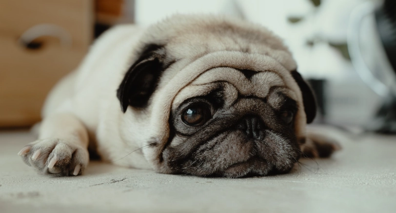 狗狗胰臟炎治療