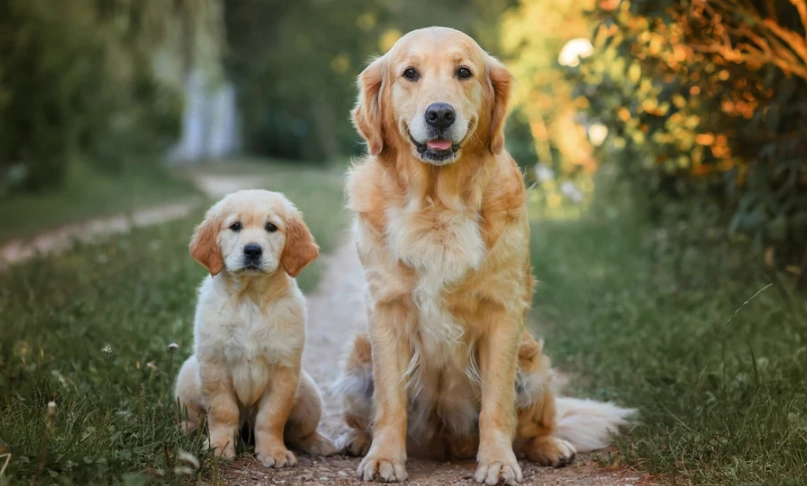 黃金獵犬飼養成本 黃金獵犬飼養成本