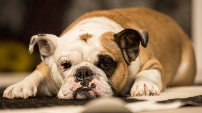 狗狗胰臟炎症狀